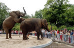 Elefanten im Zoo Magdeburg 
