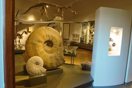 Museum für Naturkunde Stadtökologie03