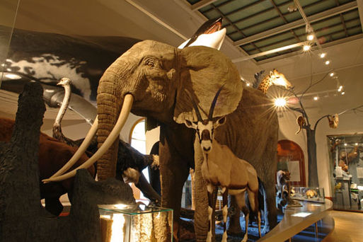 Museum für Naturkunde Stadtökologie02