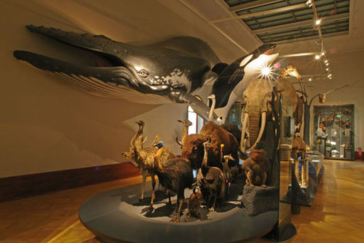 Museum für Naturkunde Stadtökologie01