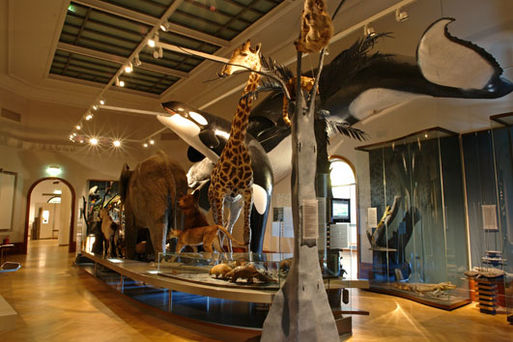 Museum für Naturkunde Stadtökologie03