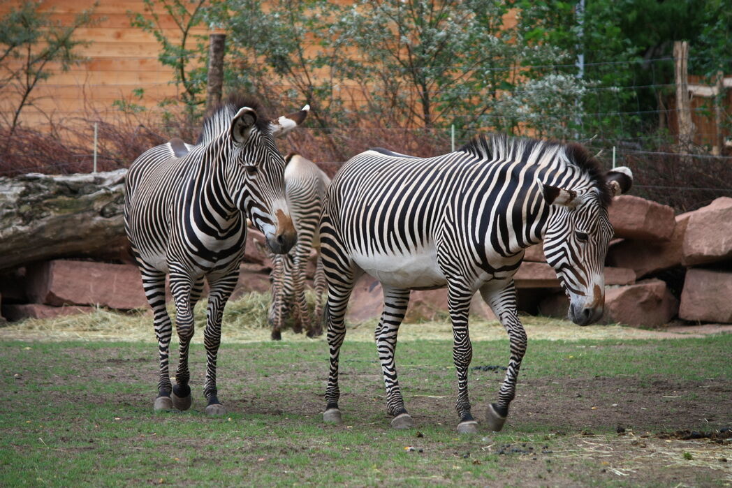 Zoo Magdeburg