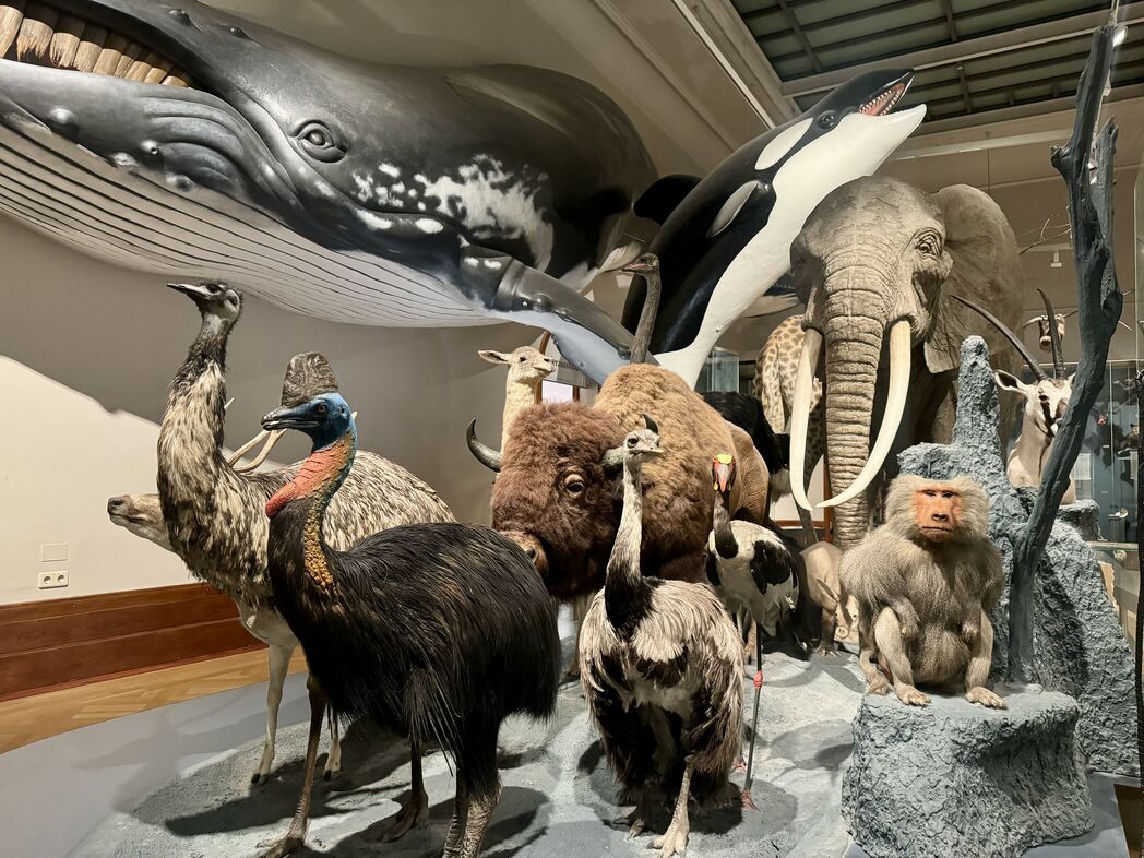 Kulturhistor. Museum_innen