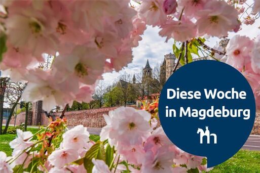 Bild vergrößern: Diese Woche in Magdeburg