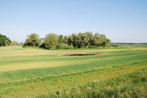 Feldgehölz rauhes Loch