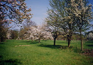 Apfel- und Birnebnbäume im blühenden Zustand im Naturschutzgebiet Kreuzhorst
