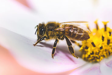 Bild vergrößern:  Fotolia - iffe_photo_Biene auf Blte