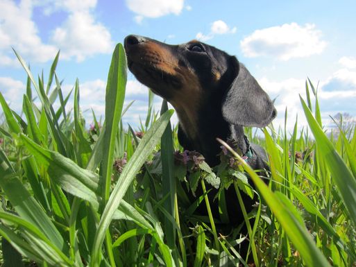 Bild vergrößern: Hundeauslaufwiesen der Landeshauptstadt Magdeburg