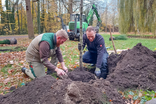 Bild vergrößern: Baumpflanzungen der Aktion "Mein Baum fr Magdeburg" auf dem Westfriedhof