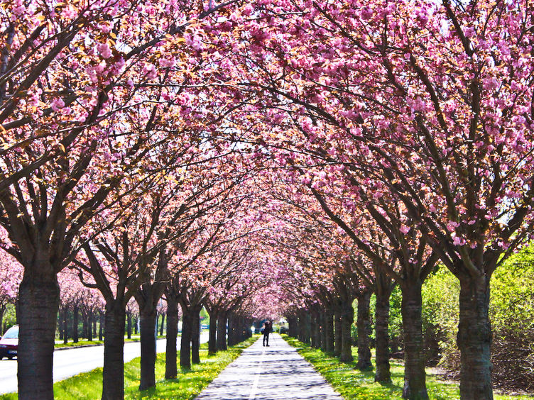 Kirschblüten im Holzweg