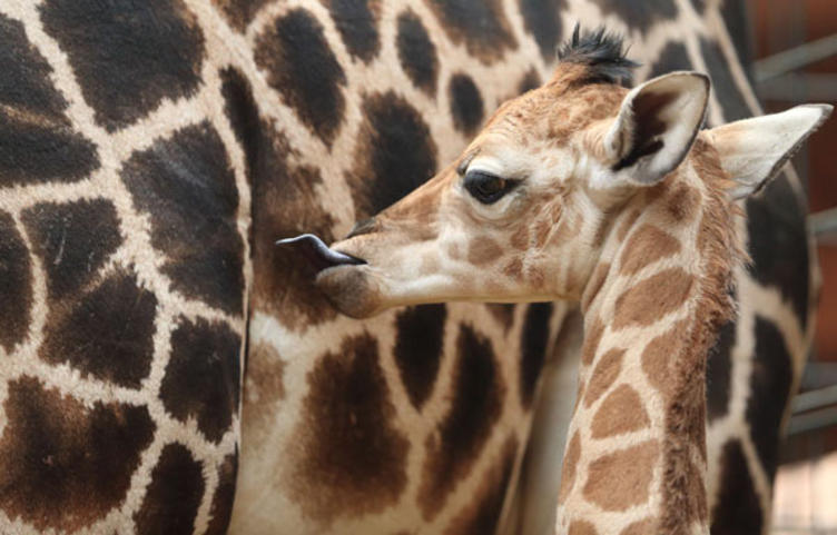 Giraffen im Zoo ©Zoo Magdeburg