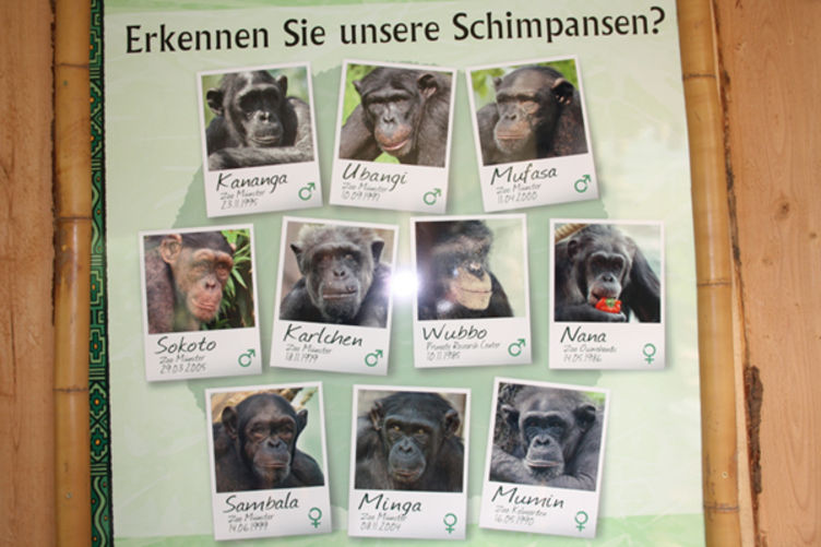 Schimpansen im Zoo Magdeburg ©MMKT