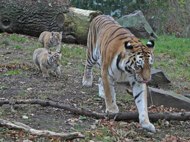 Zoologischer Garten Magdeburg