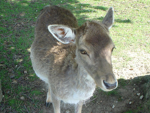 Wildgehege im Elbauenpark © MVGM GmbH