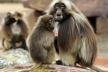 Offene Tierhuser im Zoo Magdeburg