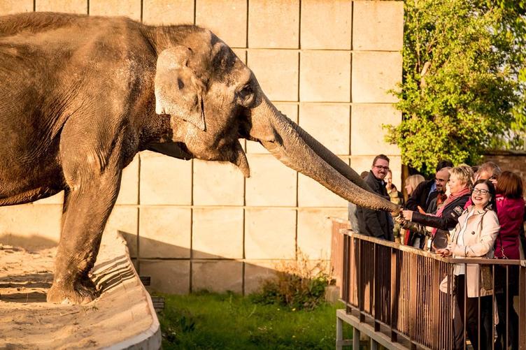 Abschlussevent: Auf Du und Du mit den Elefanten im Magdeburger Zoo be