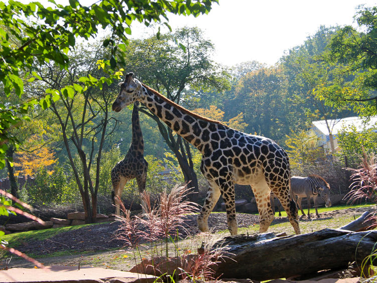 Zoo Magdeburg mit neuer Afrika-Anlage © Zoo Magdeburg