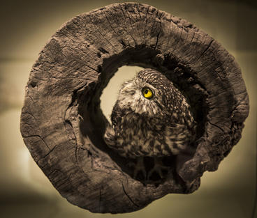 Bild vergrößern: Ausstellung Wunder des Lebens ©Magdeburger Museen, Foto: Dirk Mahler