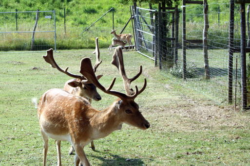 Elbauenpark Damwild