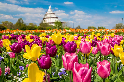 Elbauenpark Tulpenblüte