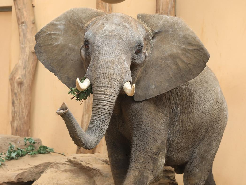Elefant Zoo