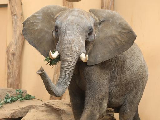 Bild vergrößern: Elefant Zoo