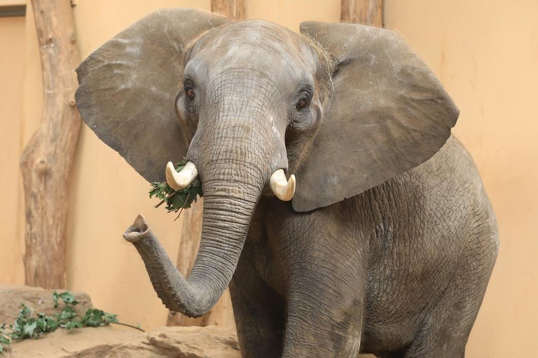 Elefant im Zoo © Magdeburg Marketing Elefant im Zoo © Magdeburg Marketing