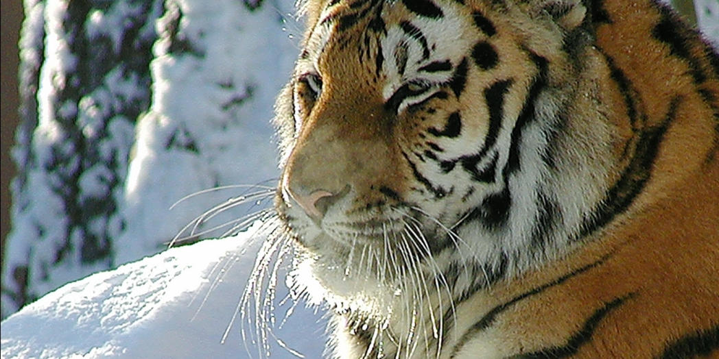 Africambo X-Mas Zoo Magdeburg