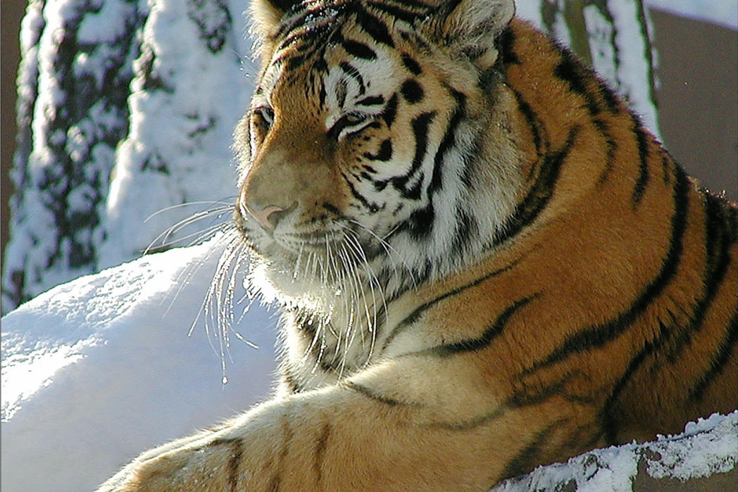 AFRICAMBO X-Mas Paket im Zoo