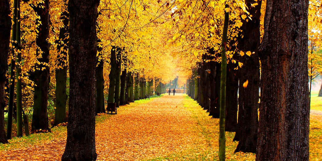 Herbststimmung im StadtparkLH Magdeburg (Kl. Peter Hornemann)