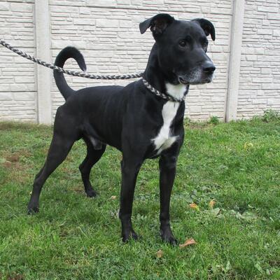 Labrador-Mix Mogli