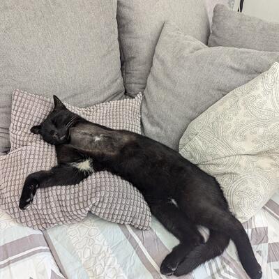 Kater Peter im neuen Zuhause