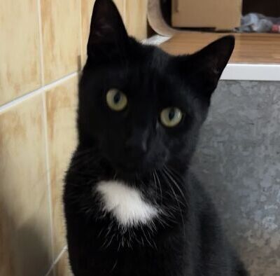 Kater Peter